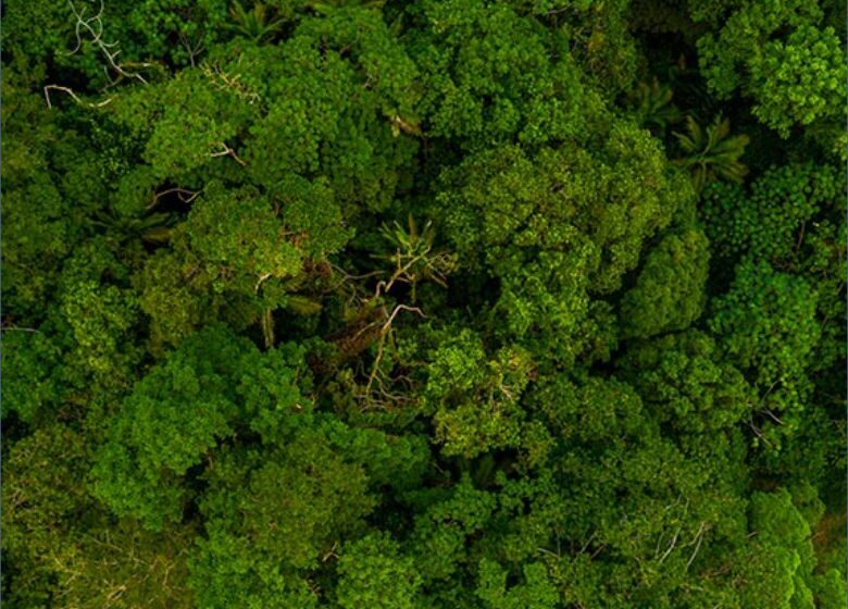  Carrefour aporta R$ 28 mi em negócios que convivem com a floresta